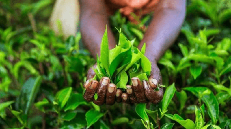 Sri Lanka’s crisis powers 22% spike in Indian tea exports
