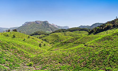 环球观茶丨斯里兰卡危机致使印度茶叶出口飙升22%