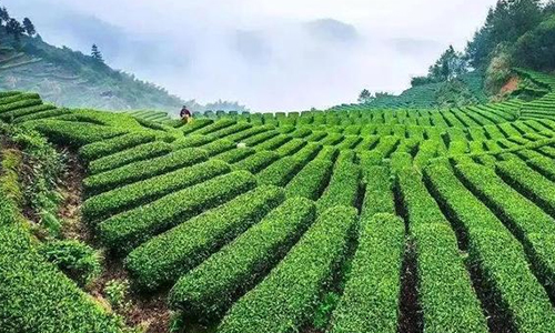 历时15年！福建主导研制的乌龙茶国际标准全球发布