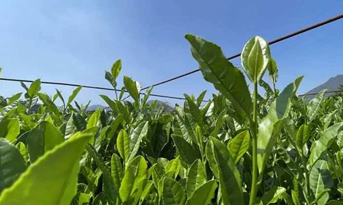 今夏晒伤的西湖龙井茶树大部分恢复 来年产量影响不大