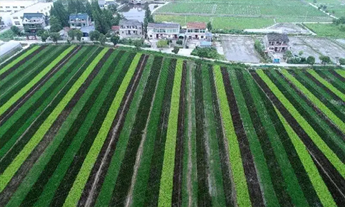 在长三角示范区，这千亩稻田孕育新“硒”望