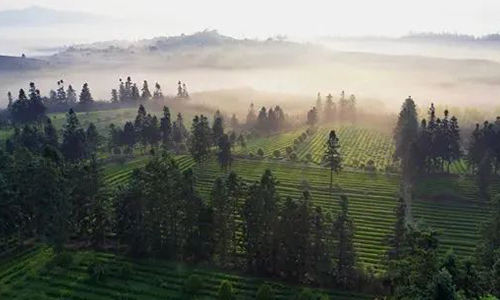 江西「浮梁茶」荣获2022地理标志产业发展文化传承价值品牌