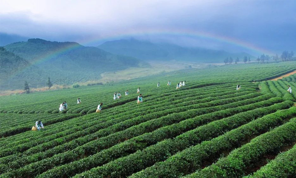 非凡十年丨品牌价值38.16亿元！看最大青砖茶产区的产业六步走！