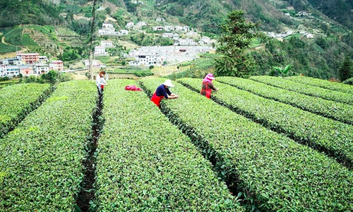 打造“一绿一红一黑”，湖北向千亿茶产业迈进
