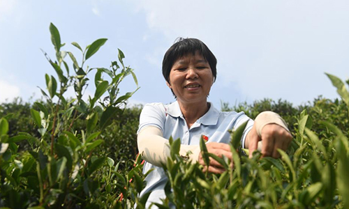 来自茶乡的二十大代表丨祝雪兰：茶香氤氲蕴初心