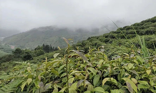 广西茶叶产量位居全国前列