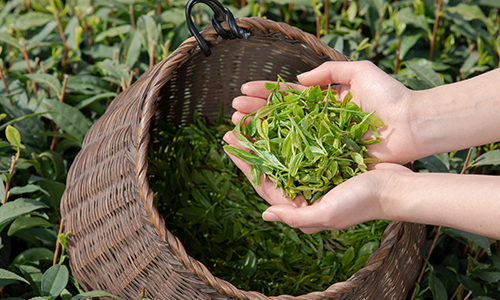 德国通报我国部分出口绿茶不合格