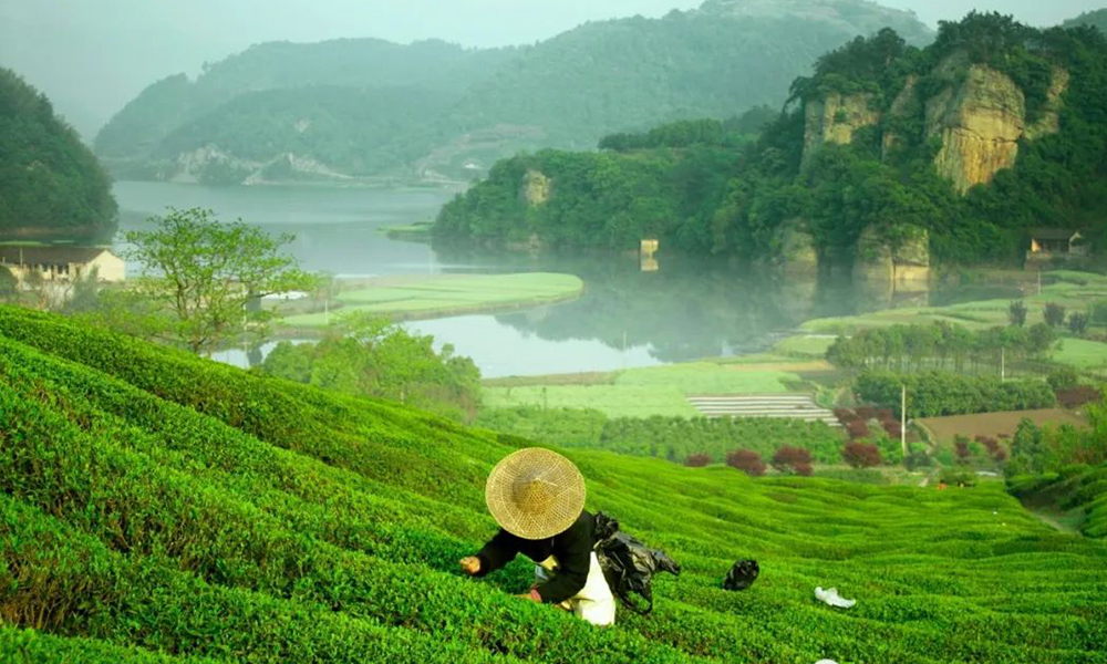 非凡十年丨产值超92亿！“三三转化”策略助推新昌茶产业发展！