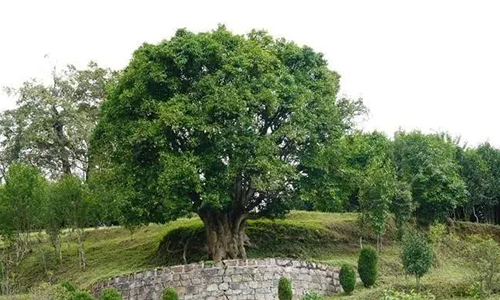 云南凤庆县打造“中国红茶第一县” 滇红产业整装再焕生机