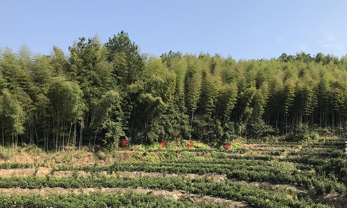 安徽宿松：点叶成“金” 茶香溢满致富路