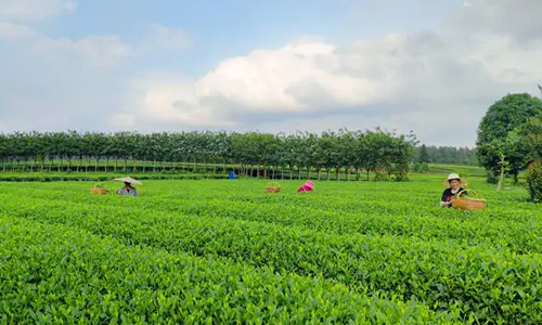 我国首部绿色（有机）农产品基地保护地方性法规出台