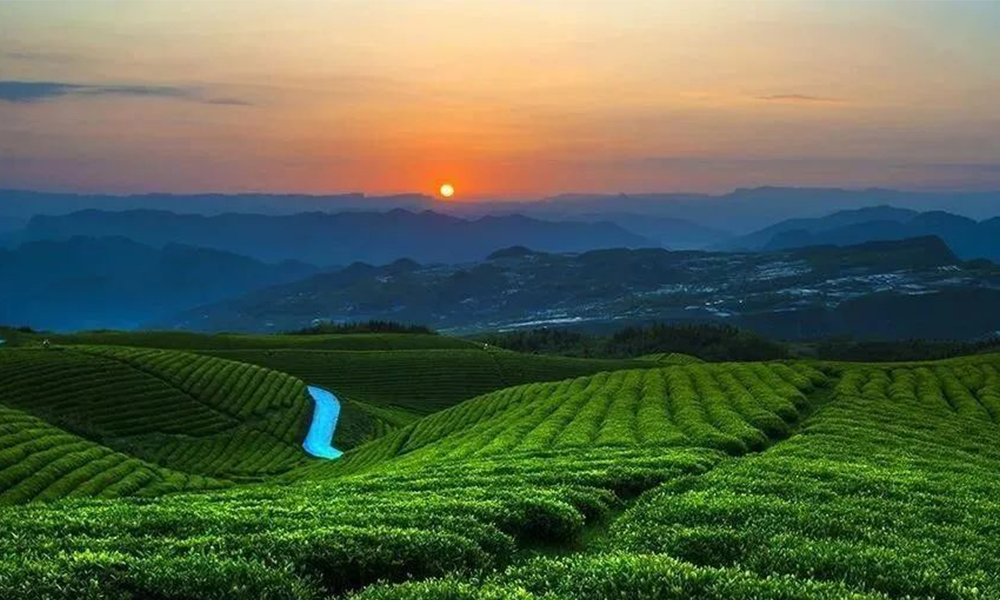 非凡十年丨贵州正安：不忘初心，铸就茶产业快速发展，十年产值增长600%！