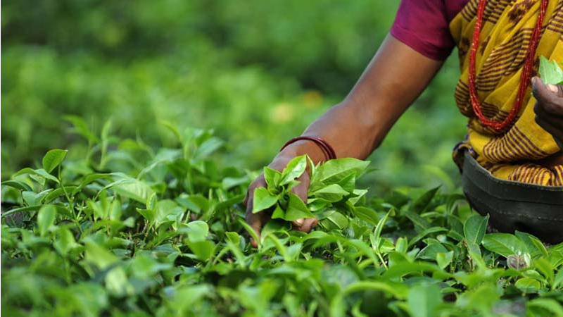 Tea production of Bangladesh in September hits record