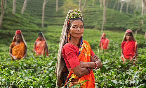 环球观茶丨孟加拉国9月份茶叶产量创历史新高