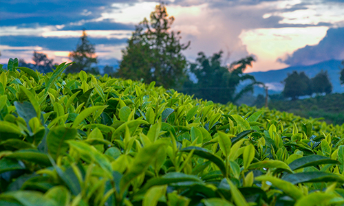 2022禁限用农药完整名单，这些农药禁止茶叶使用！