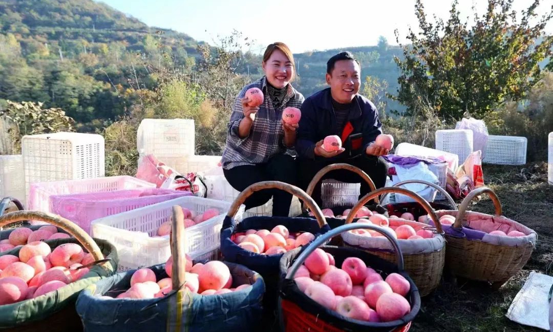 河南灵宝：苹果香飘庆丰收