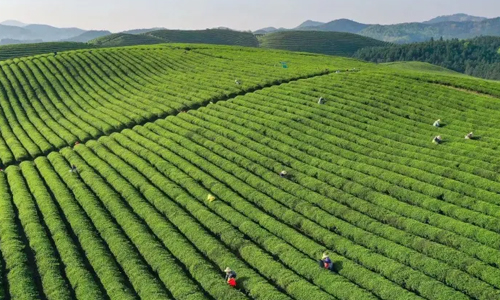 农业农村部公示2022年农业品牌创新发展典型案例，6茶叶品牌入选！