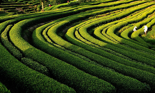 今冬浙江：旱情或继续、极端低温概率增大，需注意茶树保养