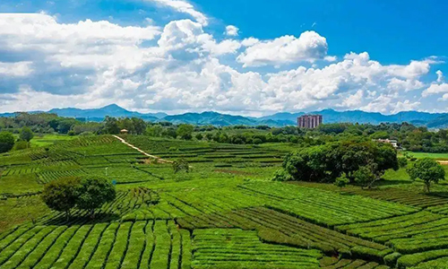 38个村镇因茶入选！农业农村部公示505个“全国乡村特色产业超十亿元镇超亿元村”