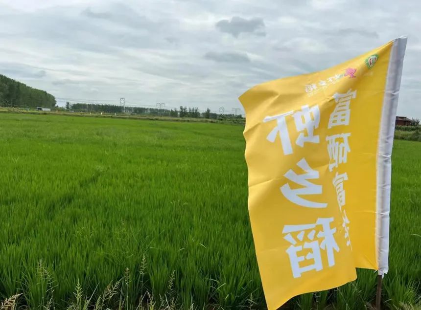 富硒、富锌“虾乡稻”插上翅膀“飞”上蓝天