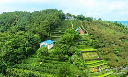 夹江首个茶叶海外仓落地乌兹别克斯坦