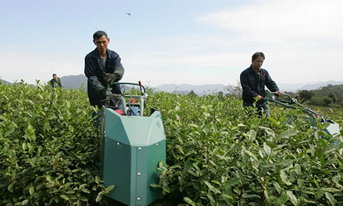 旺苍乡村振兴：深挖一片叶 带富千万家