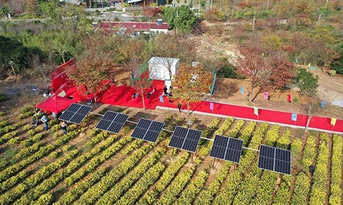江苏首个“茶光互补”每年光伏发电1万度助力茶企生产