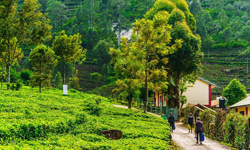 环球观茶丨斯里兰卡2023年茶叶出口目标：12亿美元
