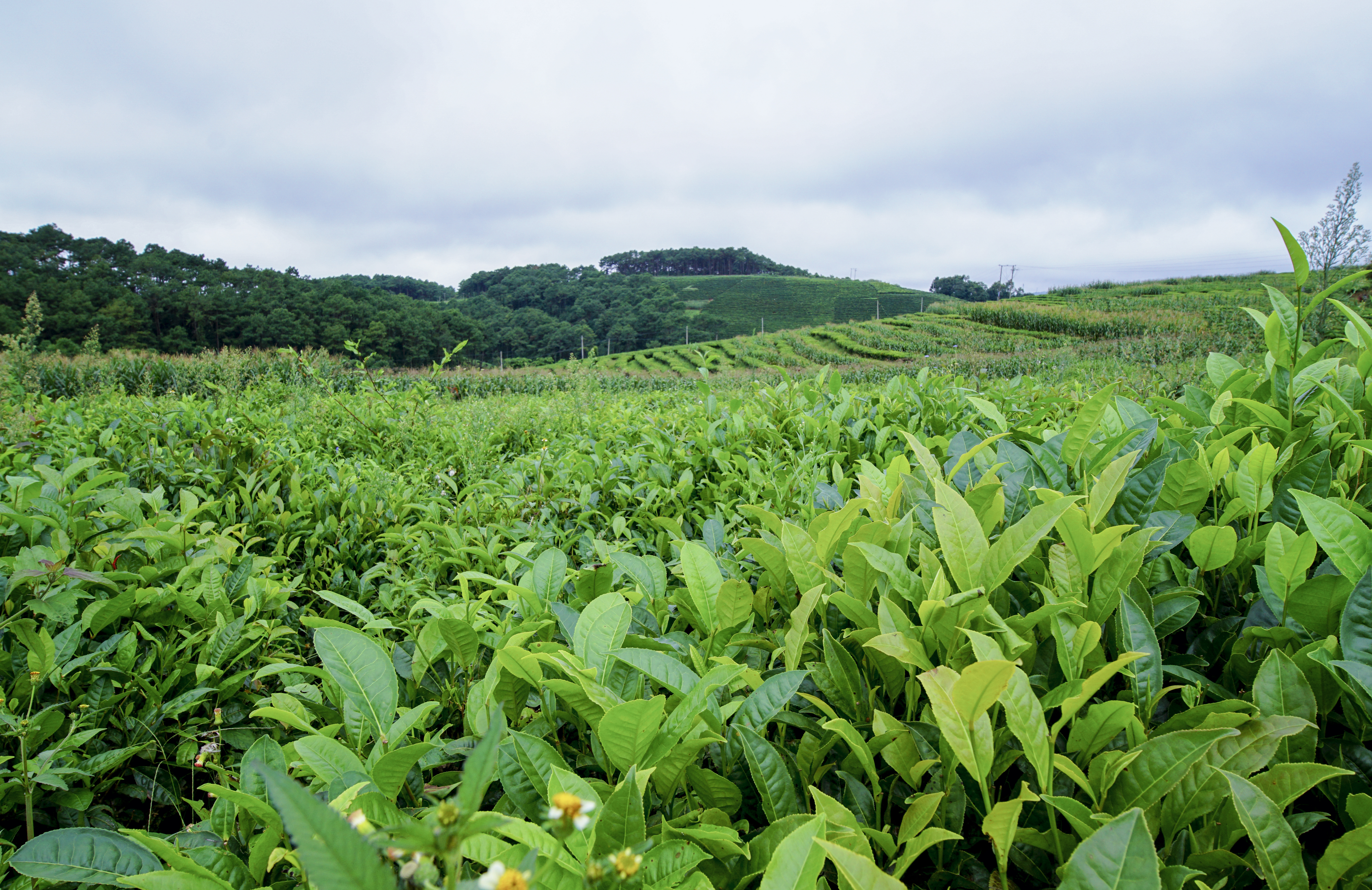 研究表明夏茶萌芽前喷施硒酸钠对改善茶叶品质效果最好