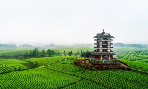 遵义：书写茶文章 擦亮茶旅融合新招牌