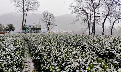 茶园冻害类型及低温应急防护技术