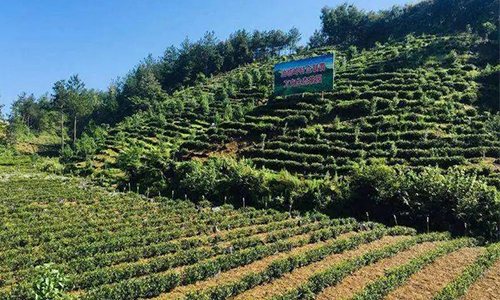 【农民日报】陕西商南：生态茶城的崛起之路