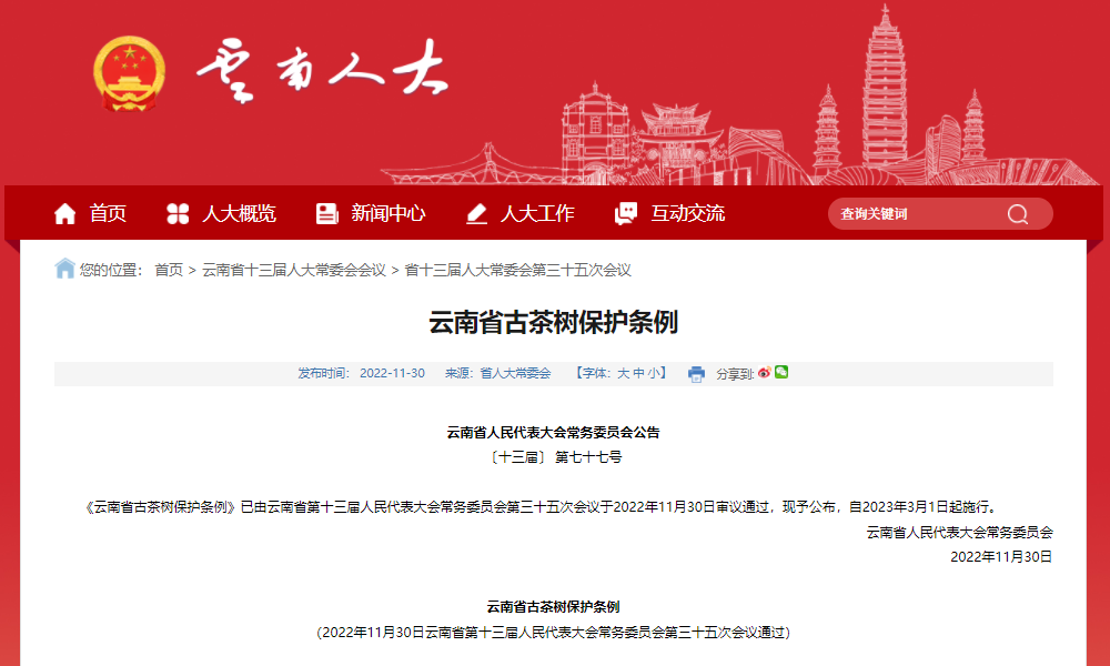 2023年3月1日起施行！云南省古茶树保护条例（最新版）