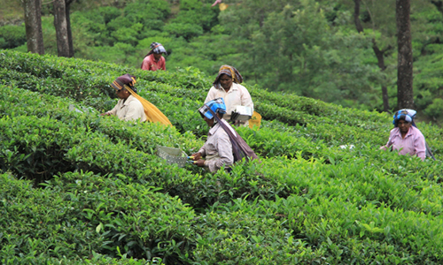 环球观茶丨印度大吉岭茶陷入危机