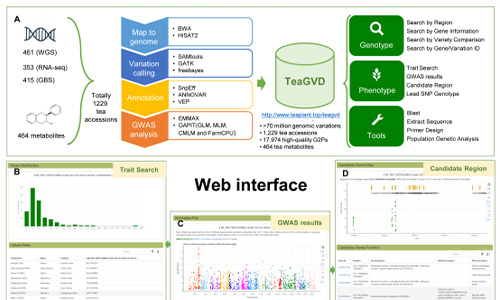 中国农业科学院茶叶研究所发布茶树基因组变异数据库
