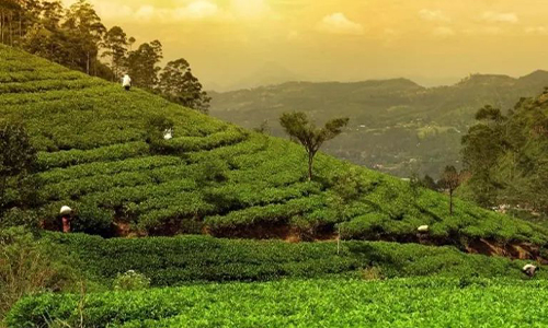 环球观茶丨受供应限制影响，印度散装茶叶价格上涨