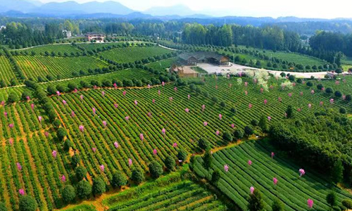 【双语阅读】沙特《阿拉伯新闻》整版聚焦贵州茶