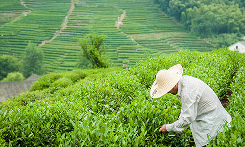 27个茶叶农产品上榜！农业农村部农产品质量安全中心公布2022年第三批全国名特优新农产品名录与2022年第三批特质农品名录