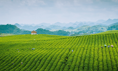 我国茶叶市场持续增长 茶业消费要走多渠道多场景之路