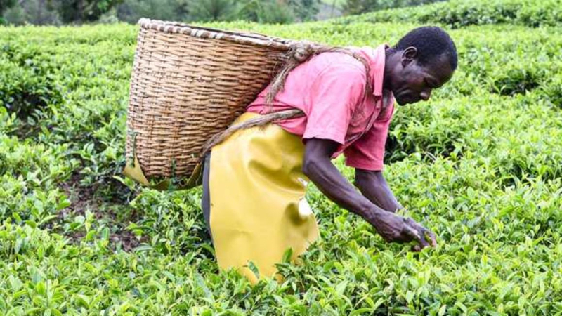 Kenya braces for lower earnings from tea exports