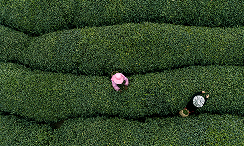 茶叶合格率98%！2022年国家农产品质量安全例行监测总体合格率为97.6%