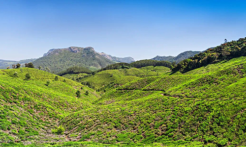 环球观茶丨印度专家：疫情后茶行业面临多重挑战