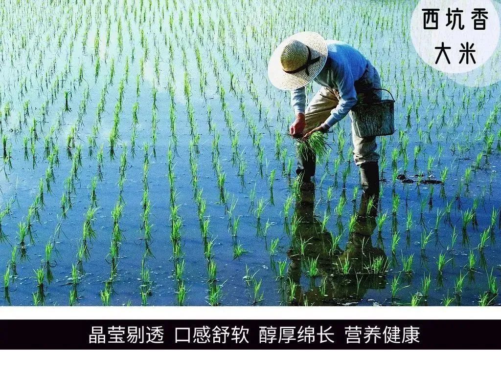 会员动态 | 中国好硒农产品——“西坑香”大米
