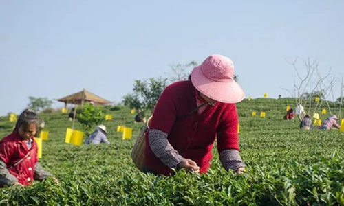 春茶丨广西钦州灵山早春茶开采