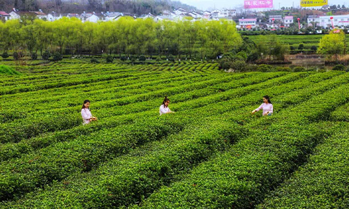 春茶丨汉中市茶业发展中心对2023年春茶生产作出重要提示