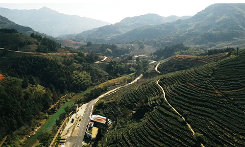 新华社丨茶乡新春话“茶事”：“市场正在回暖，我们信心十足”