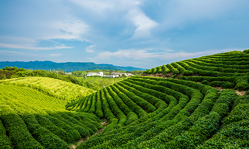 2023中国农业农村发展趋势报告发布：茶叶是我国主要出口农产品之一