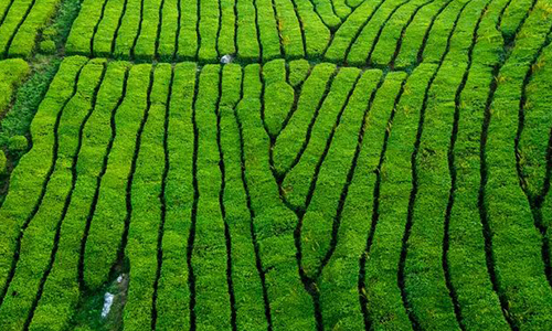 春茶｜今年春茶价格是涨是跌？