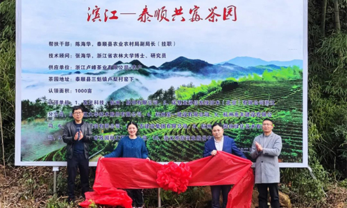 泰顺打造首个“共富茶园” 试点面积达1000亩