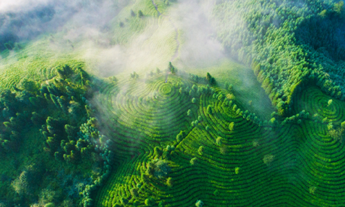 三年行动方案出炉！眉山茶产业高质量发展这样干